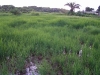 rice_fields