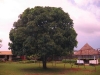 tree_in_the_compound